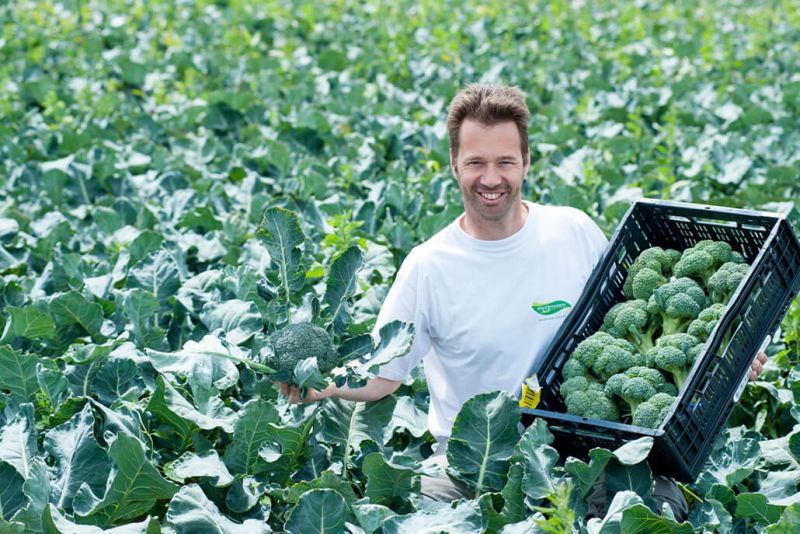 Verschuren Broccoli