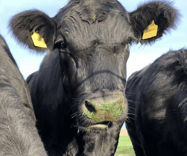 Boerderie Bewust